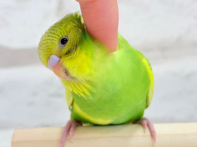 【最新画像更新🪄ひとり餌になりました！】ピヨピヨ鳴きが止まらないっ！！！セキセイインコ(パイド) ヒナ