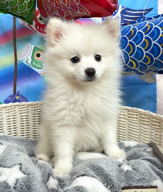 🐻‍❄️しろくま？💭わたあめ？ポメラニアン(ホワイト)💖女の子💖2025年2月1日生まれ