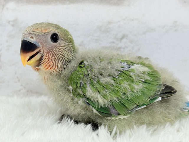 にっこにこ笑顔がチャームポイント.*･ﾟコザクラインコ(ノーマル) ヒナ