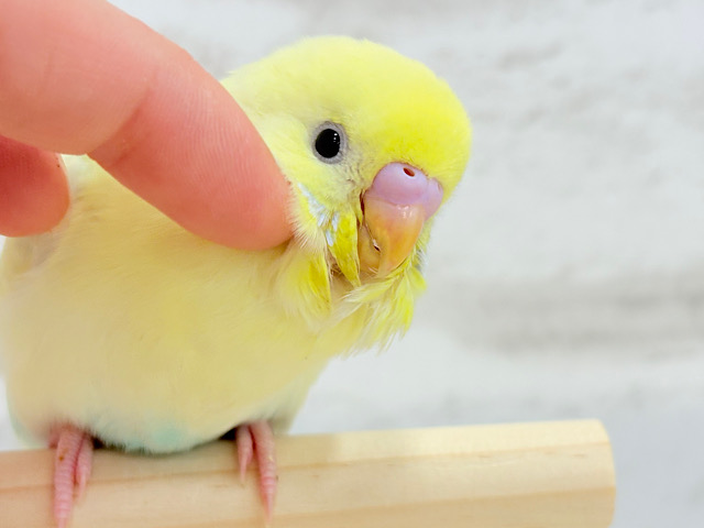 ふわふわレモンちゃん🍋セキセイインコ ヒナ