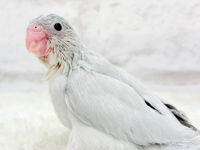 【最新画像更新🪄】ちびっコながらも～　表現ゆたかなコっ☆彡　マメルリハインコ　ダイリュートモーブ～～