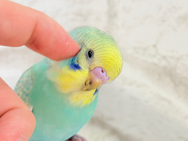 【最新画像・動画更新🪄ひとり餌になりました！】話しかけられるの、ｽｷかもっ♬♪　セキセイインコ　パステルカラーレインボースパングル～～
