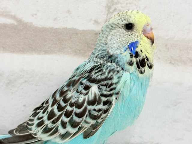 おっきな子🐣やってきたよー！！ジャンボセキセイインコ ヒナ