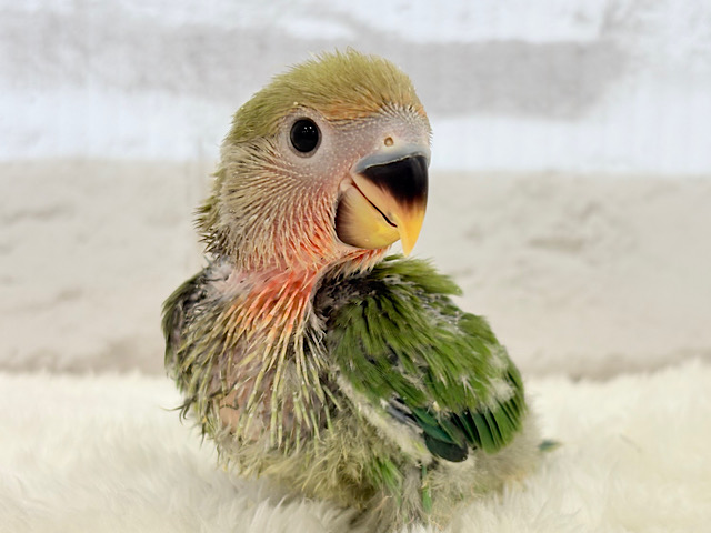 テチテチ歩くよっ🐾コザクラインコ(ノーマル) ヒナ