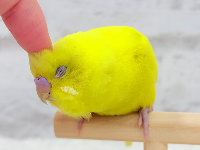 ピッカピカ💛カキカキ大好きインコ🍬セキセイインコ(ダブルファクター)