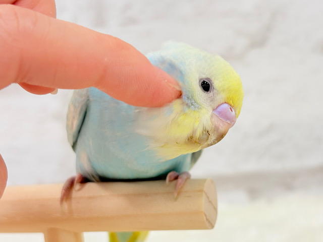 【動画更新🪄】”デレッ”モードには要注意⚠️💖セキセイインコ(パステルレインボースパングル)