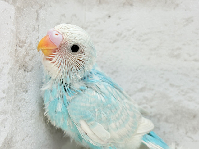 すっきり晴れやか🫐セキセイインコ(スパングル) ヒナ