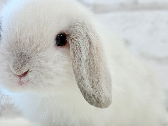 マシュマロちゃん🫧ふわもこ🐰ホーランドロップ(フロスティ) 男の子