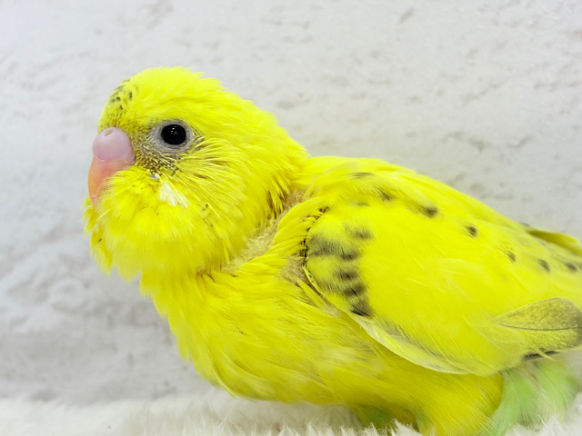 【最新画像更新🪄】まったりさん🫧セキセイインコ(ハルクイン) ヒナ