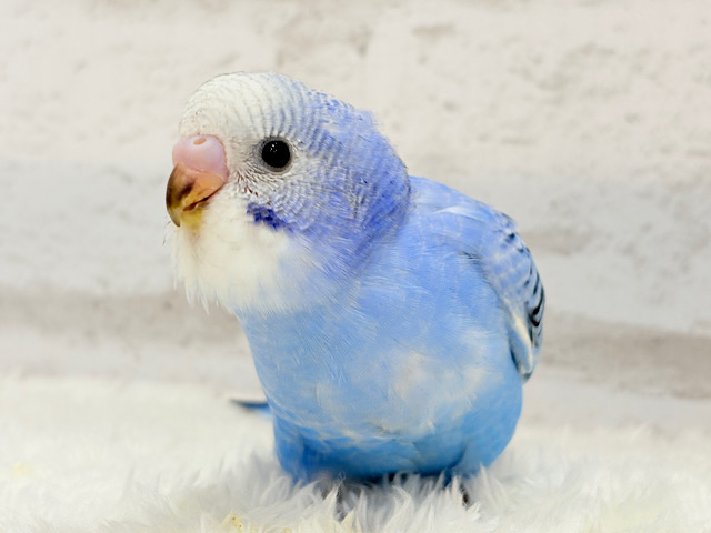 【最新画像更新🪄】おめめきらきら🫧セキセイインコ(オパーリン) ヒナ