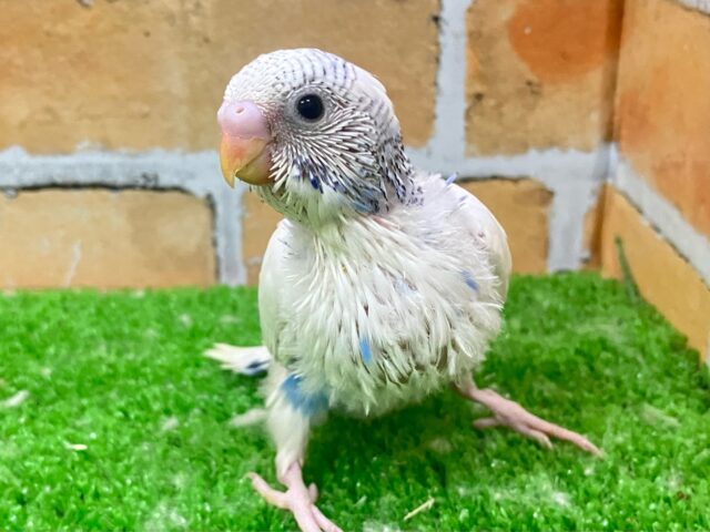 雲に描くよ🤝🏻 ̖́-ﾋﾟｯ︎︎⟡ﾁｮｯ✮ﾊﾟｯ❕🪄︎︎◝✩セキセイインコ(ブルーパイド/2025年4月生まれ)