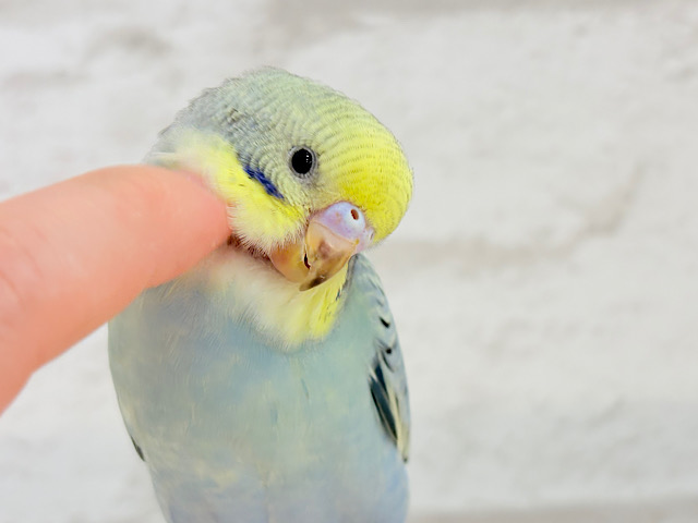 【最新画像更新🪄】イケメンだろぉ〜♡セキセイインコ(パステルカラーレインボー)