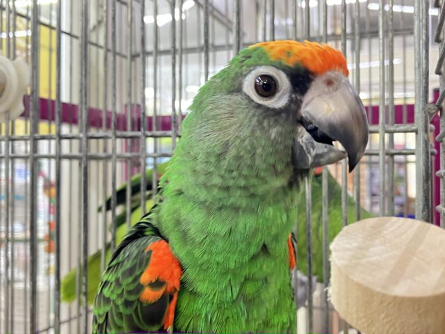 ✨最新画像✨口癖は「ゴジラ♥️」ズアカハネナガインコさん入荷しました～♥️