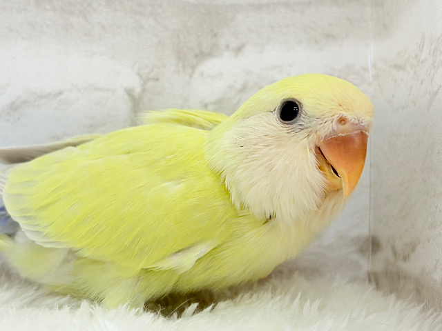 【最新画像更新🪄】まったりが好きなの~♩♩コザクラインコ(シナモン) ヒナ