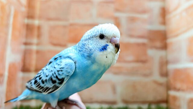 セキセイインコ💙🖤🤍【オパーリン】🎠🎠