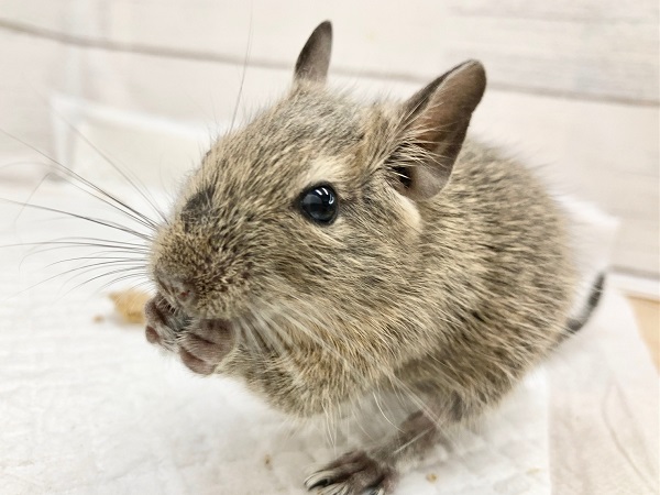 デグー（ノーマル）　女の子　とっても積極的！ぐいぐい来てくれます！