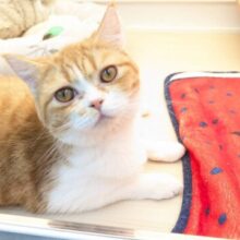 最新画像更新☆まんまるコロコロガール☆　ミヌエットの女のコ 2025.5.9撮影