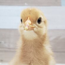 🐥定番の茶色！ポリスブラウン入荷です