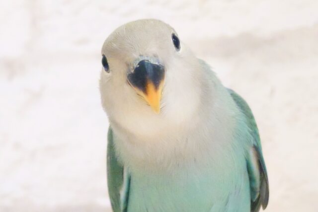 【最新画像更新🪄】ちゅるるんあい🫧コザクラインコ(ブルーチェリー) ヒナ