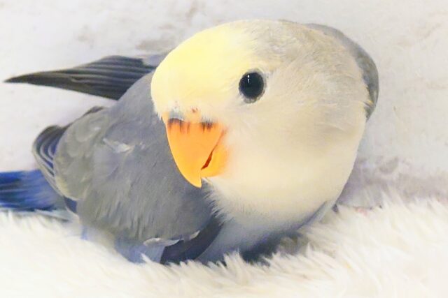 【最新画像更新🪄】黄色い帽子がよく似合う♡コザクラインコ(バイオレットパイド) ヒナ
