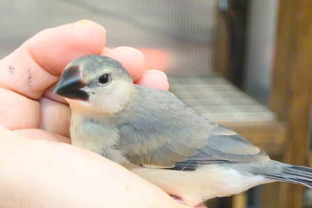 最新画像になります☆　オイラ達の成長を見届けてね🎁⋆*桜文鳥 ヒナ