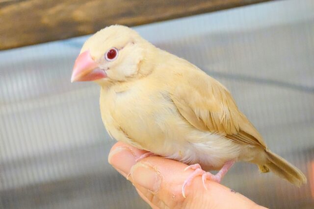 最新画像になります☆　天使の赤ちゃんが降臨しました♡シナモン文鳥 ヒナ