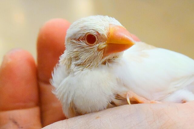 最新画像になります☆　高嶺のぶんちょ様♡.·*.アルビノ文鳥 ヒナ