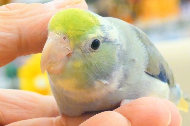 【動画更新🪄‪】メロメロ注意報発令💘マメルリハ(ターコイズパイドコバルトバイオレット) 男の子