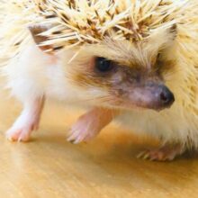 最新画像になります☆　いがぐりボーイ🌰ハリネズミ(パイド) 男の子