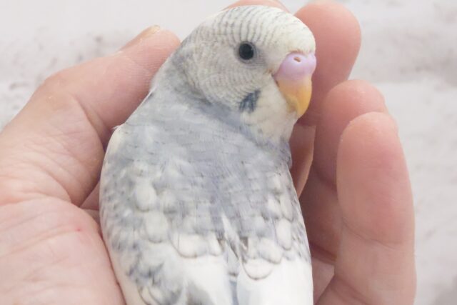 【最新画像更新🪄】シックな色合いに可愛いお顔のギャップに…💘セキセイインコ(スパングルパイド)