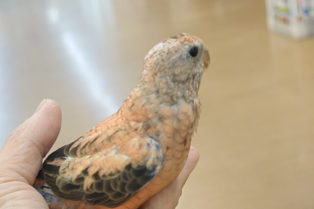 最新画像になります☆　らしく育ってきましたよっ♬♪　アキクサインコっ　☆☆☆