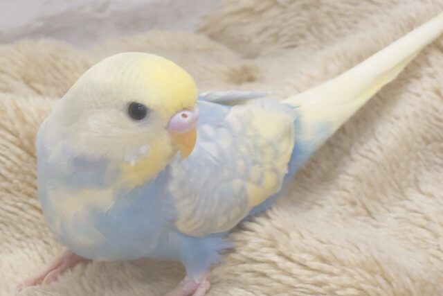 ソーダが。。ラムネが。。いつも一緒、そばにいます～　セキセイインコ　