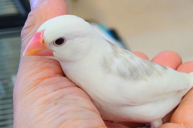 最新画像になります☆　トストスが心地よしっ　癒し系🫧白文鳥