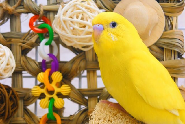 お日さまタイプ♫♪　セキセイインコ　ダブルファクター〜〜