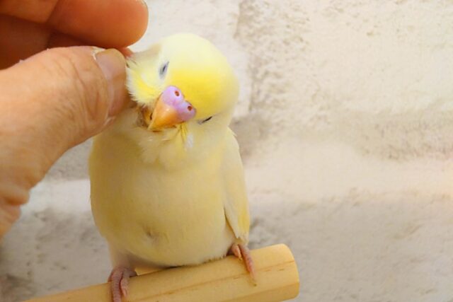 最新画像になります☆　ふんわり🌼たんぽぽちゃん︎♡セキセイインコ(クリーム) ヒナ