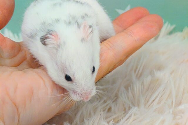 もっちりがヌルっと登場☆彡　ダルメシアンハムスター　～～