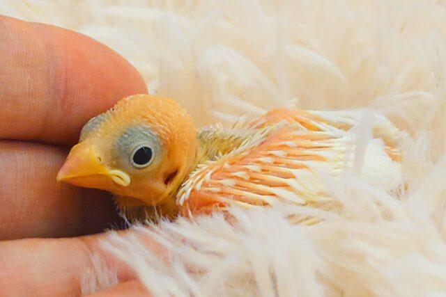 奥～～～ぅの方に隠れた　可愛い感情っ　白文鳥～～