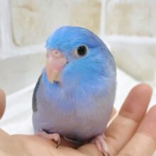 最新画像あり⭐️美しすぎるダークブルー🪼マメルリハ（コバルト）