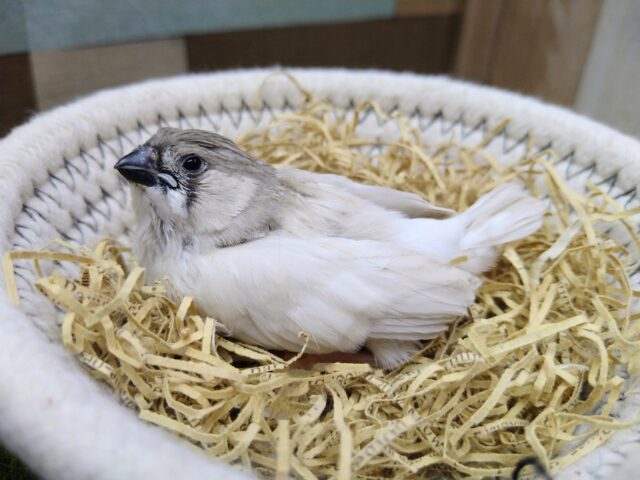 カッコ良すぎるシルバー系のレアカラーキンカ鳥さん