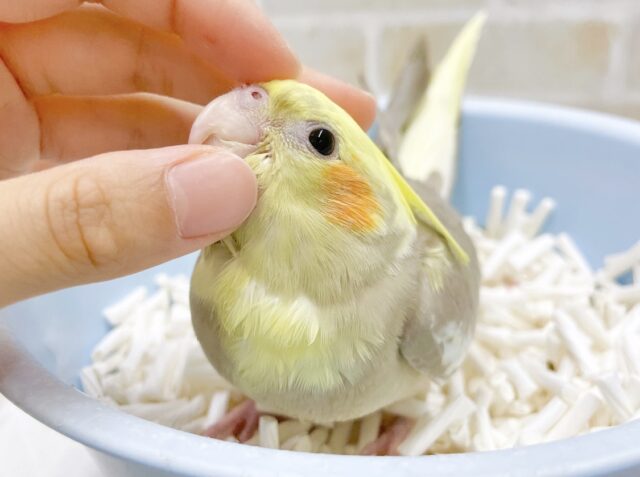 最新画像あり⭐️淡いカラーが魅力的🤍💛オカメインコ（シナモンパイド）