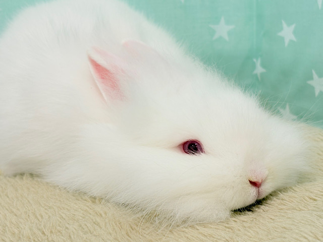 なでられ待ち〜の甘えんぼ💖ライオンラビット(ルビーアイドホワイト) 女の子