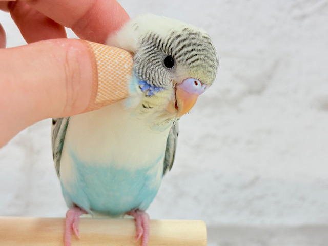 【最新画像更新🪄】元気いっぱい♬一緒に遊ぼう♡セキセイインコ(四色ハルクイン) ヒナ