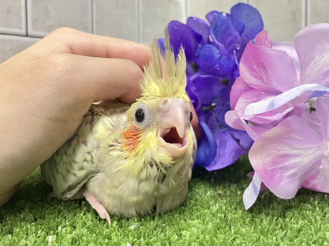 あまあま💞✧*｡ご起立みるくてぃ🫖💭オカメインコ(シナモンパール/2025年5月生まれ)