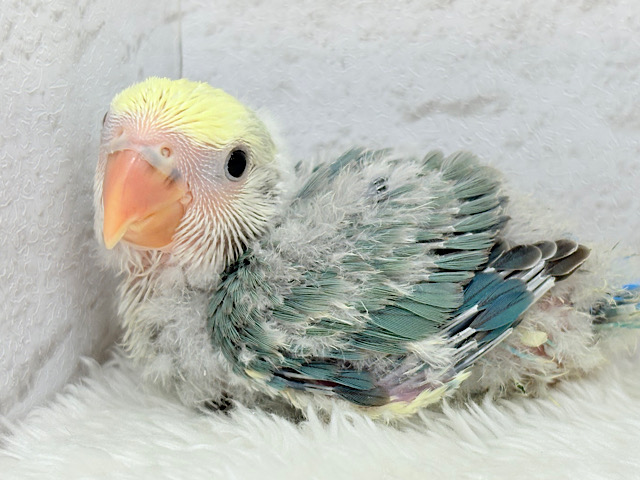 唯一無二♡あなただけのコザたんです♡コザクラインコ(ブルーチェリーパイド) ヒナ