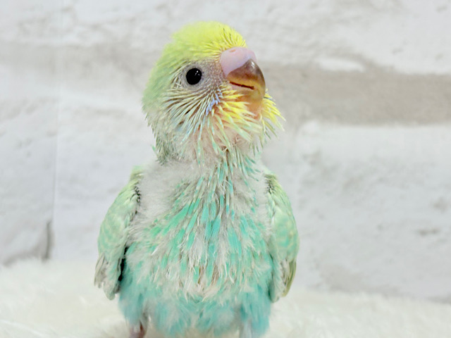 トコトコ歩きが可愛いの♡セキセイインコ(パステルカラーレインボー) ヒナ