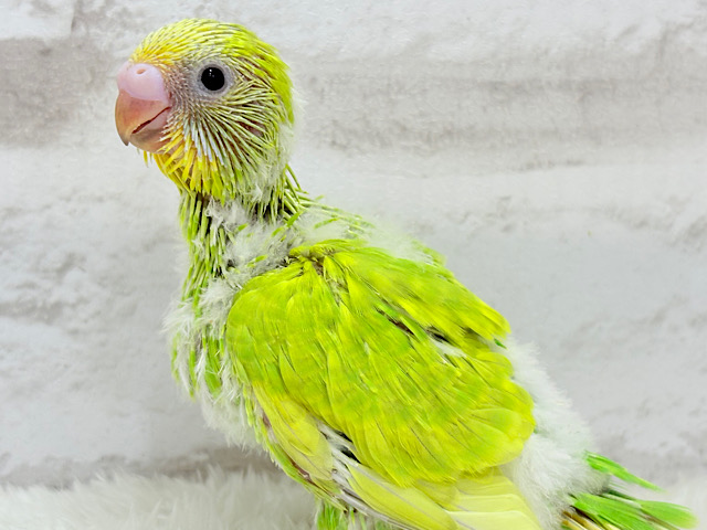ピカピカの若葉色🌿セキセイインコ(スパングル) ヒナ