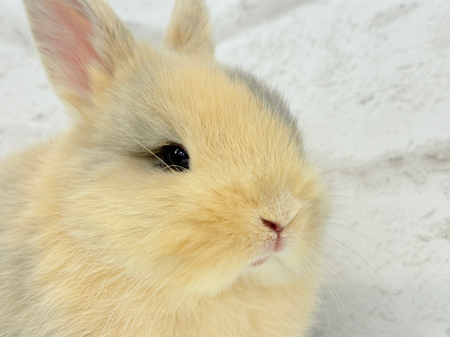 ギュギュッと詰まった幸せのもふもふ🎁💖ネザーランドドワーフ(トーティ) 女の子