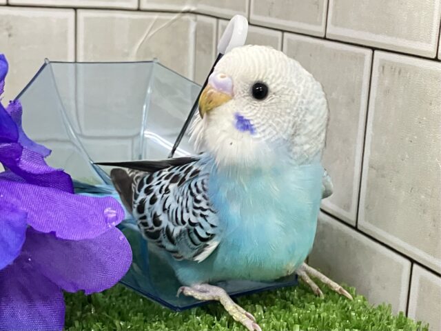 ✨最新画像✨空へはじけろ✨️ ✈️ ﾊﾟﾁﾊﾟﾁサイダー❕｡･*･:≡( 「ε:)ﾉ🍹セキセイインコ(ブルーオパーリン/2025年5月生まれ)