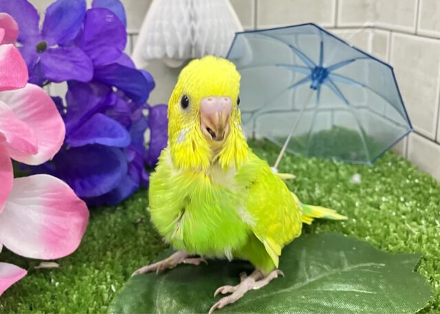 ✨最新画像✨晴々たんぽぽ🔆⟡.ｼｭｼｭﾎﾟｯﾎﾟ~🚂💨セキセイインコ(イエロースパングル/2025年5月生まれ)