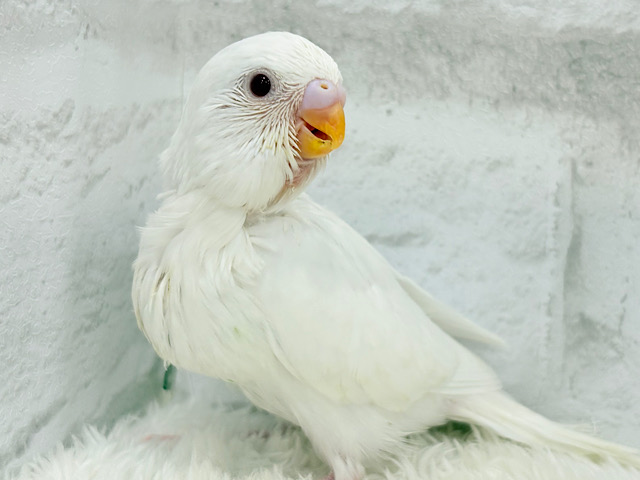 モデル顔負け！？カメラ目線バッチリ♬セキセイインコ(アルビノ) ヒナ